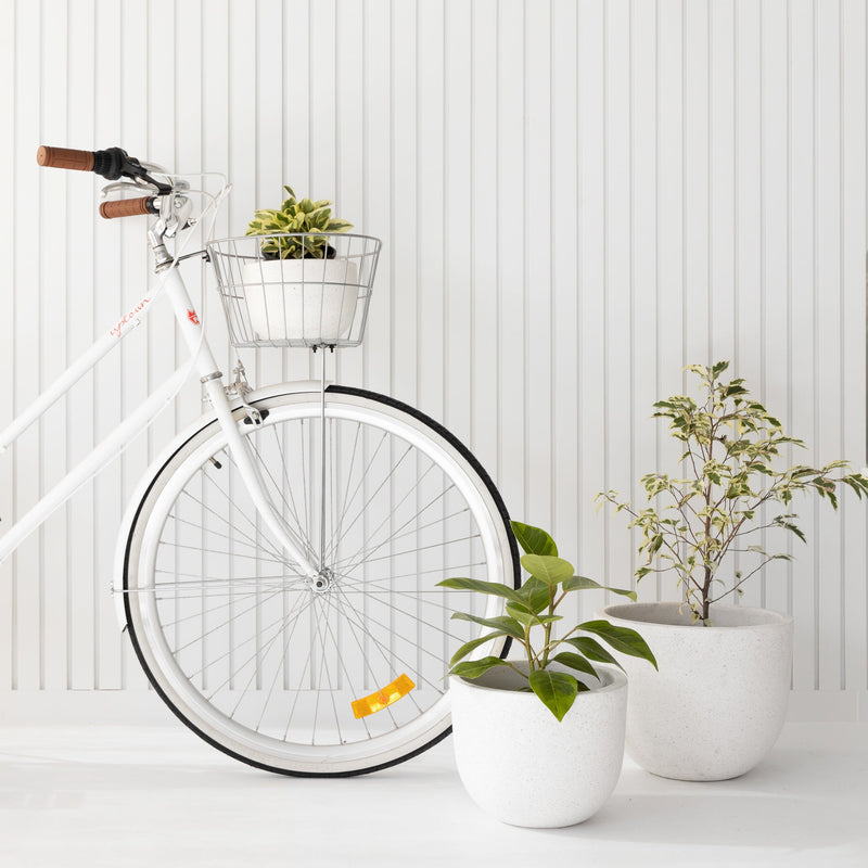 How To: Send Plants as Gifts | The Good Plant Co
