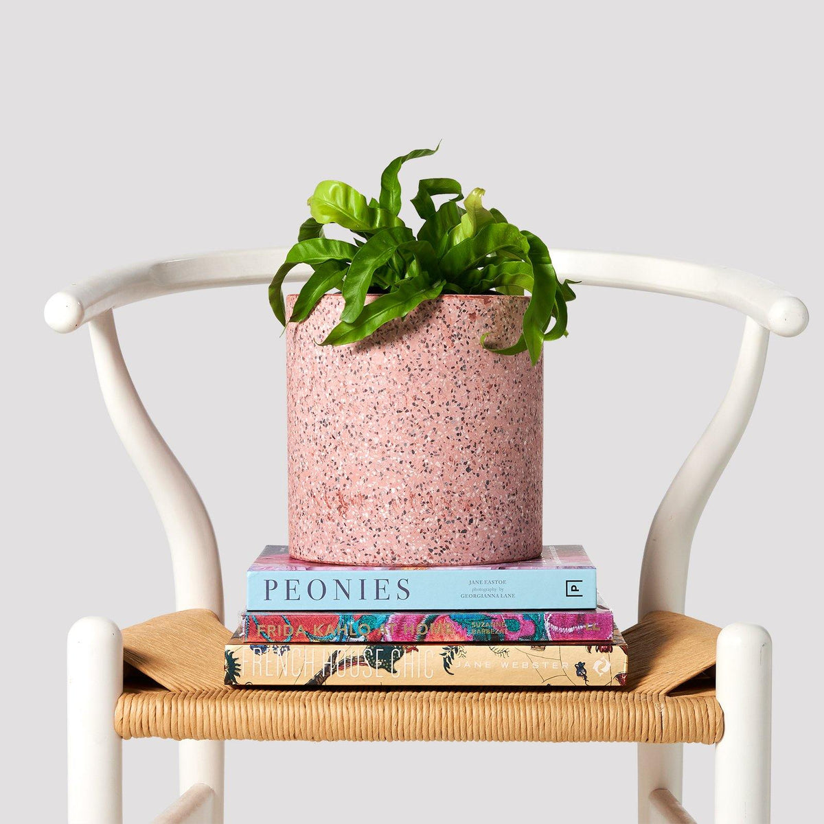 Hurricane Fern in a pink pot on books placed on a chair