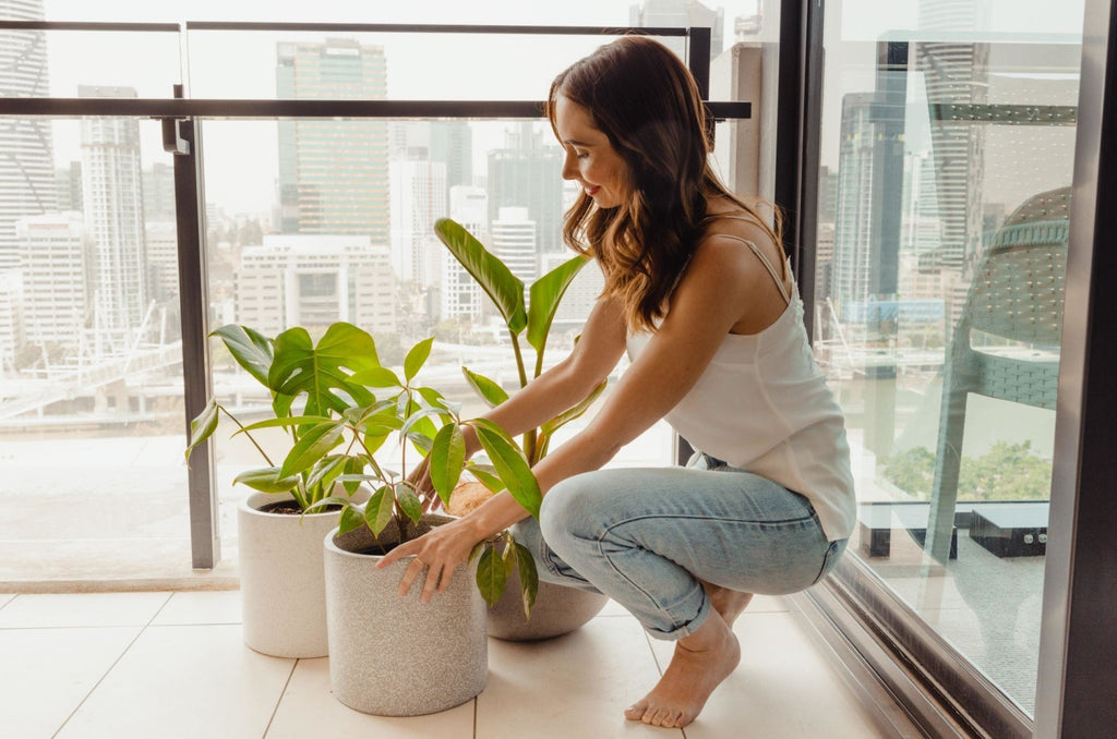 Indoor Plant Delivery: Welcoming Your New Plants Home