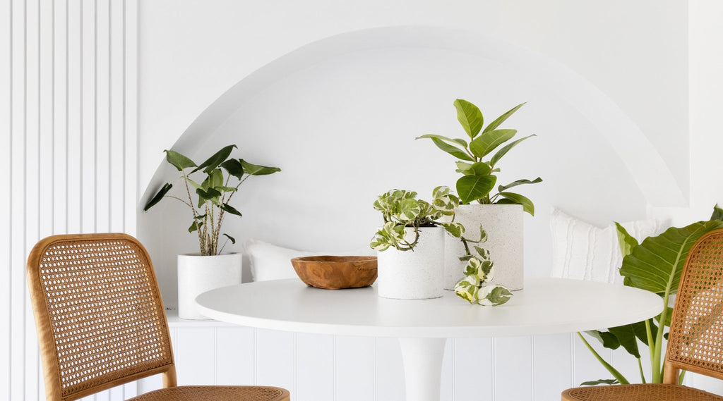 Indoor Plants for Office Spaces