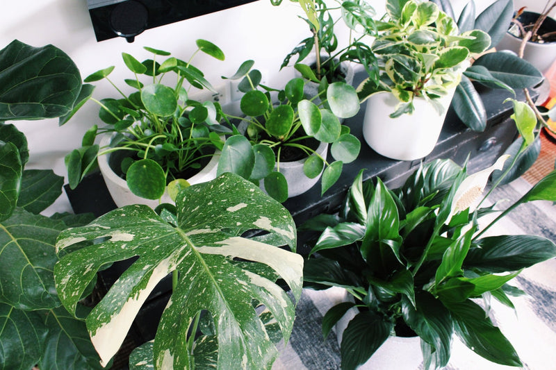 Looking to commit? Plants that are in it for the long haul. | The Good Plant Co