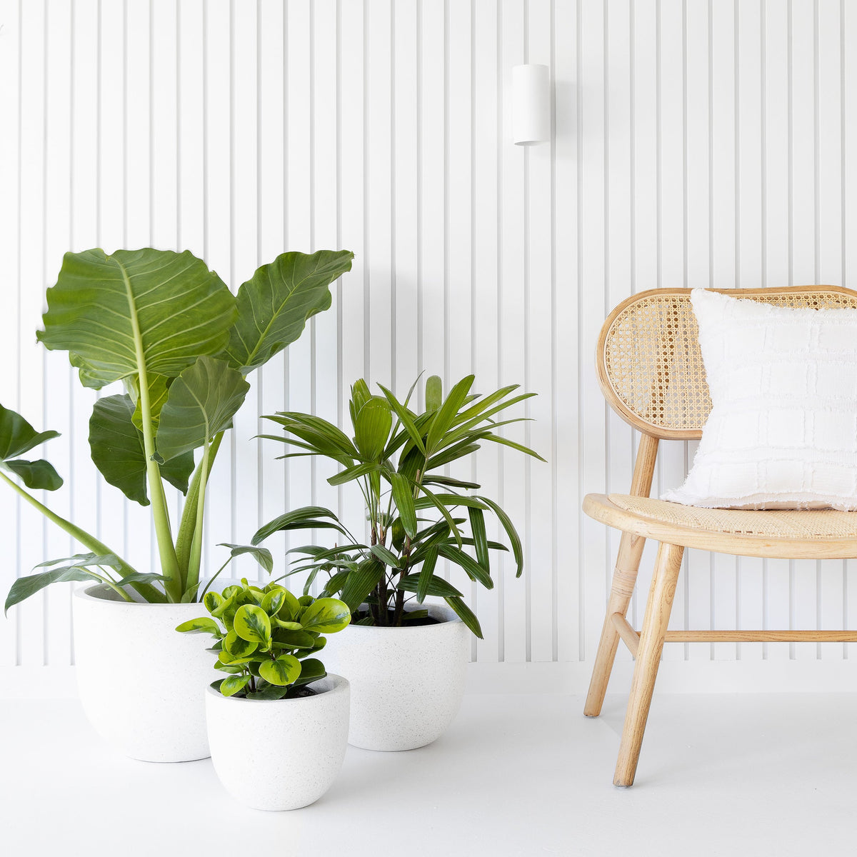 New Year, New Plants! | The Good Plant Co