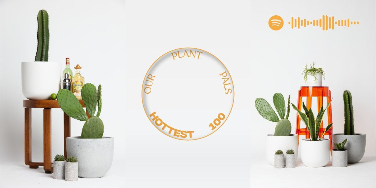 OUR PLANT PALS HOTTEST 100 | The Good Plant Co