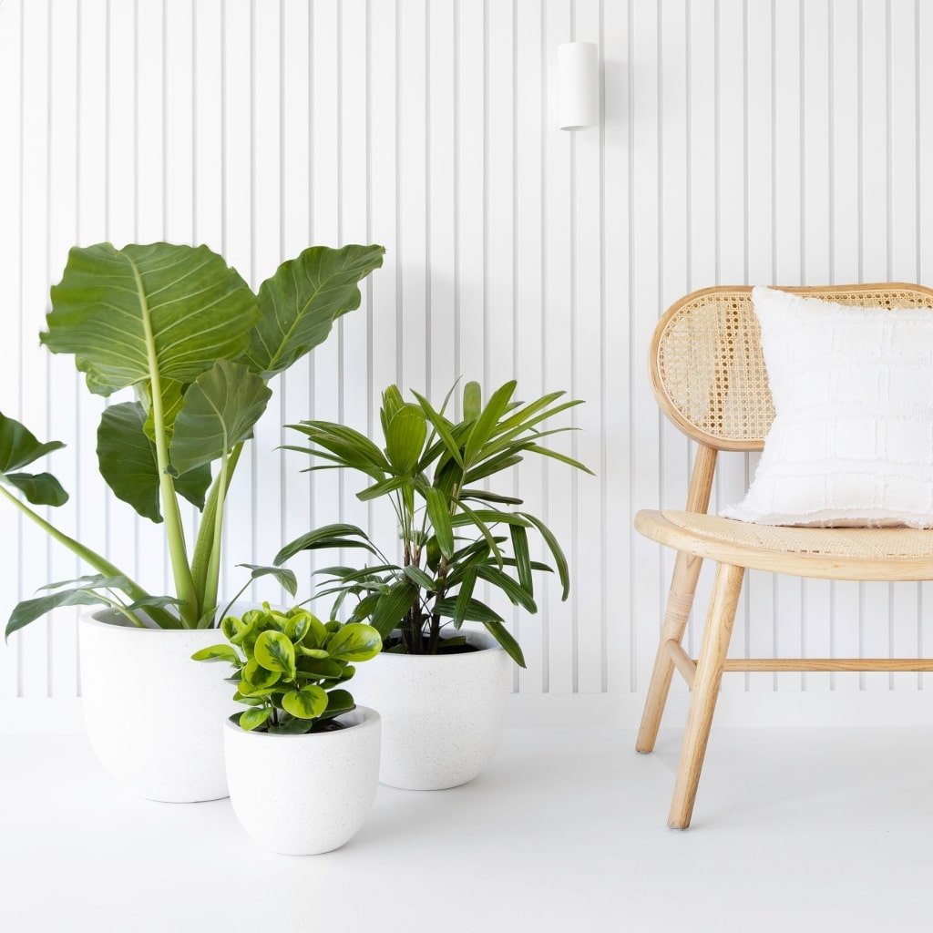 Indoor plants of different sizes grouped in white pots beside a chair