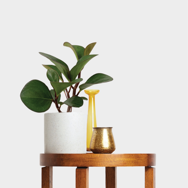 Peperomia Red Edge in a white pot beside small decorative accessories