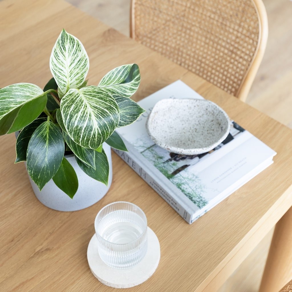 Philodendron Birkin with striped leaves beside a cup and books