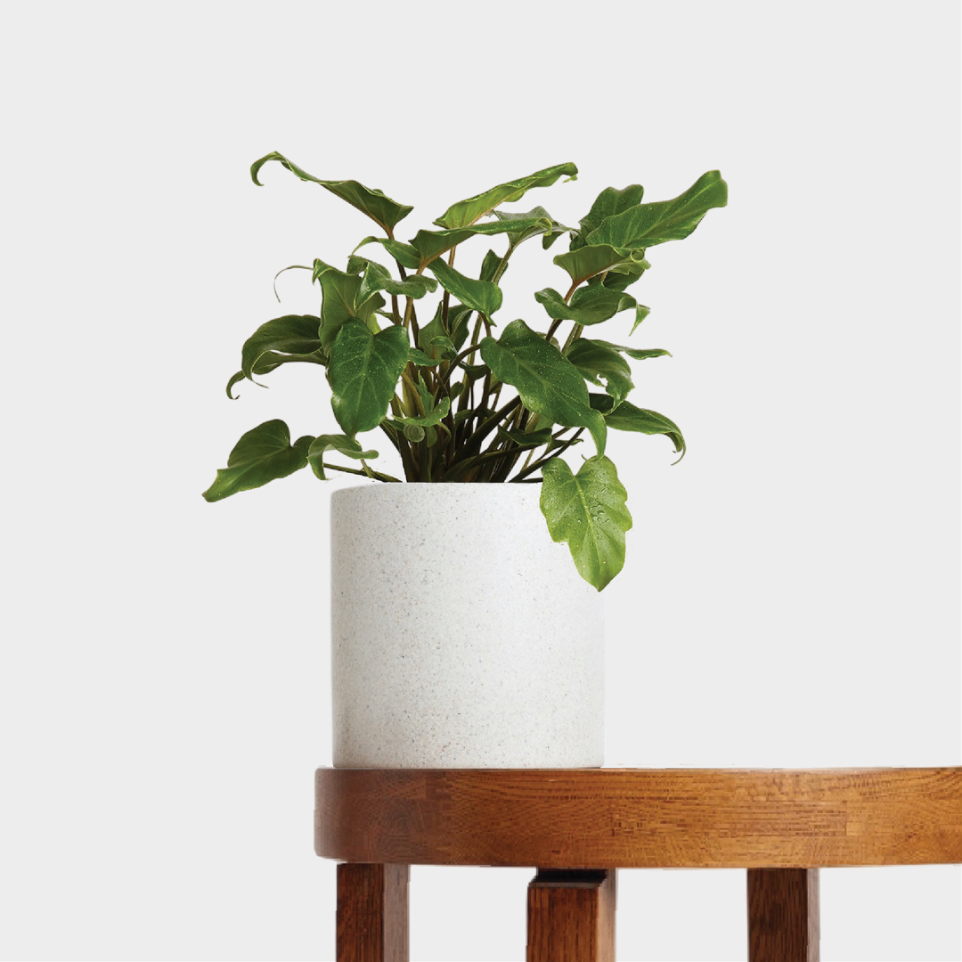 Philodendron Xanadu with lobed green leaves in a white pot