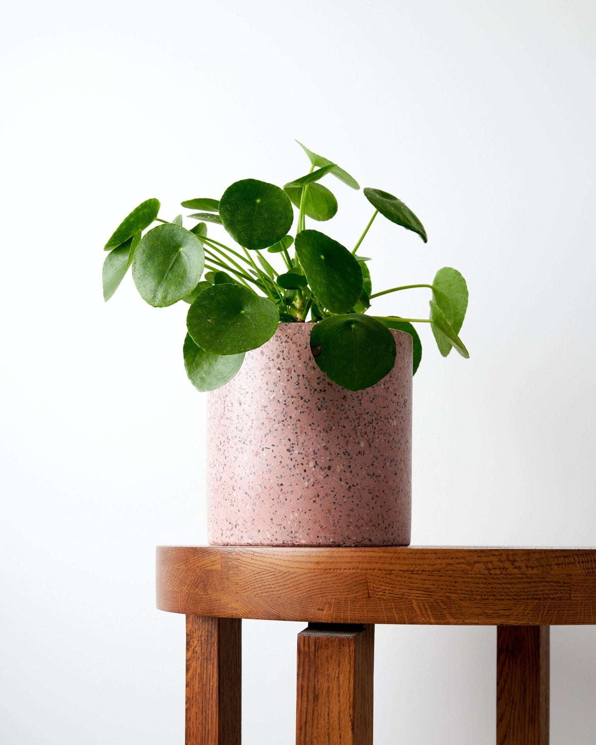 Plant Care: Chinese Money Plant | The Good Plant Co