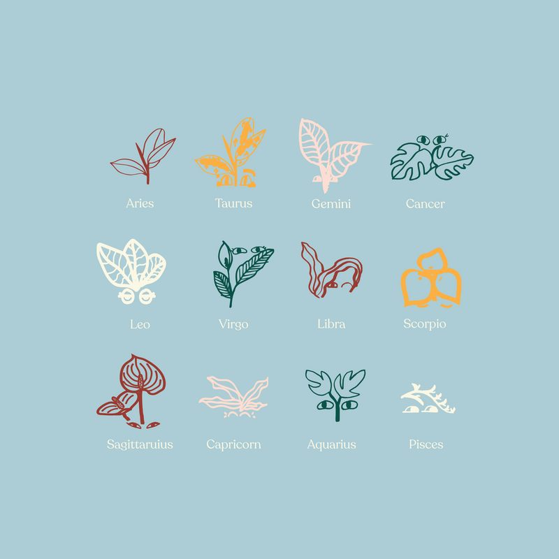 The Next Indoor Plant to Buy Based on your Star Sign
