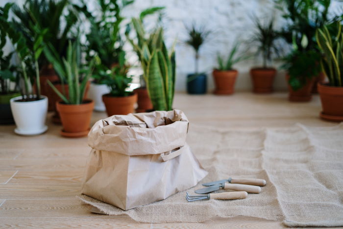 plant parenthood journey guide and tips