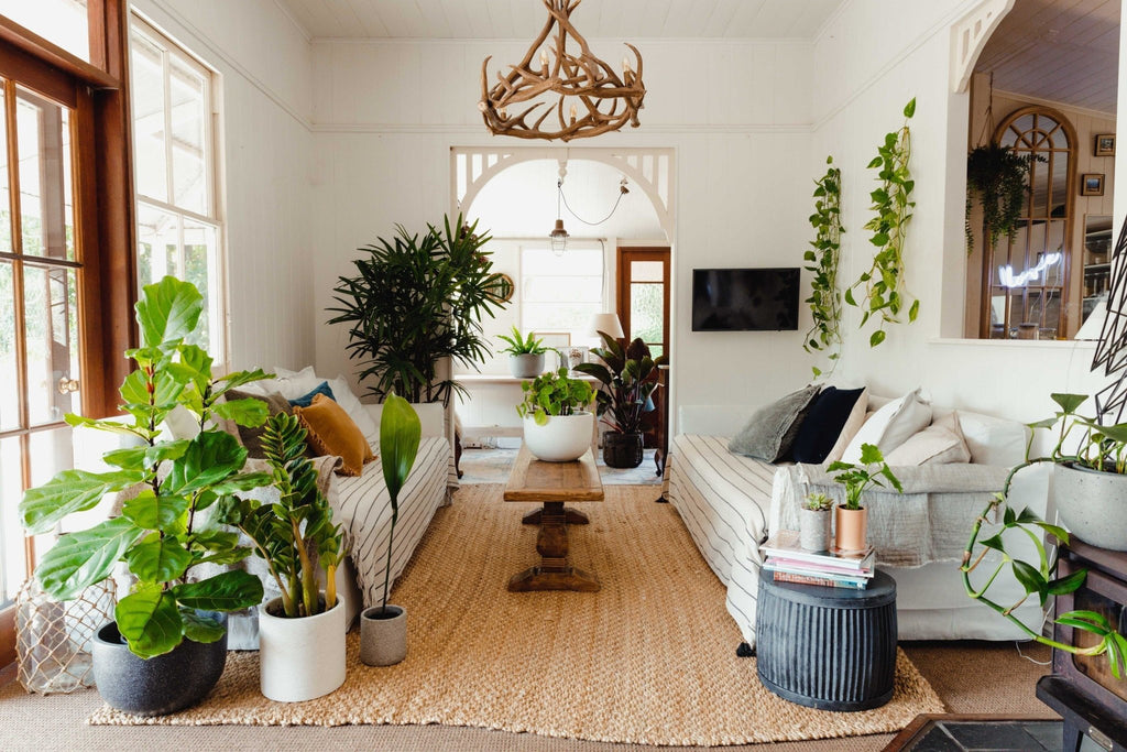 The Do's and Dont's of Interior Plant Decor Styling