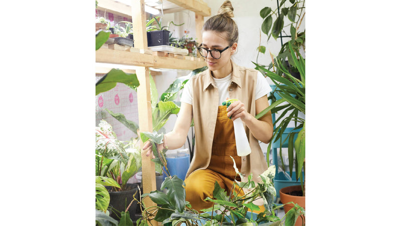 How To Increase Humidity for Plants