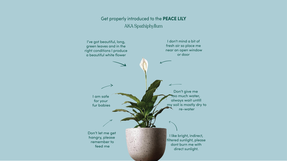 Peace Lily - Care