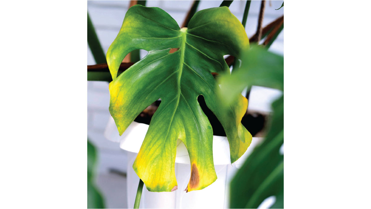 Monstera leaf showing yellowing along part of the blade