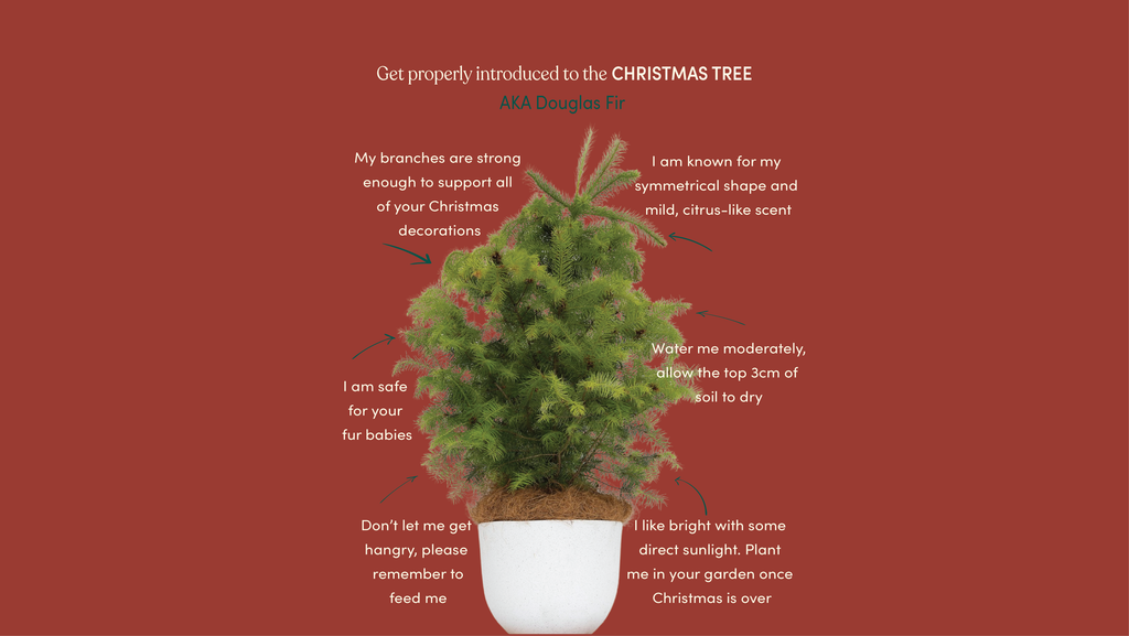 Live Christmas Tree Care