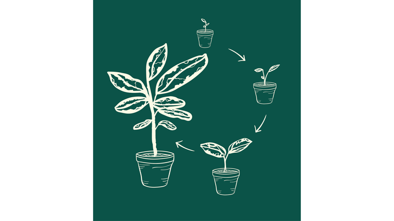 The Life Cycle of a Plant