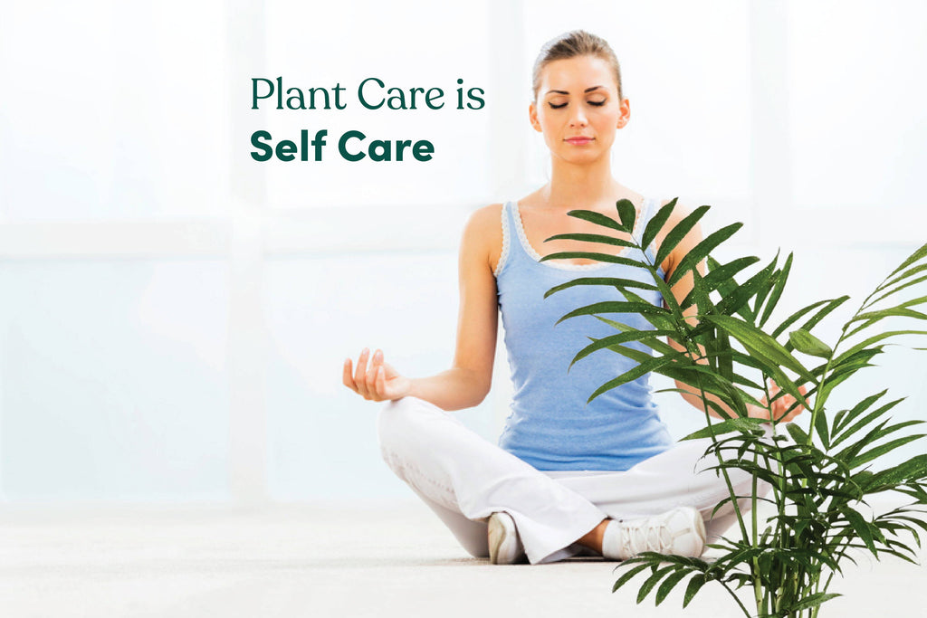 How taking care of Indoor Plants reminds you to take care of yourself