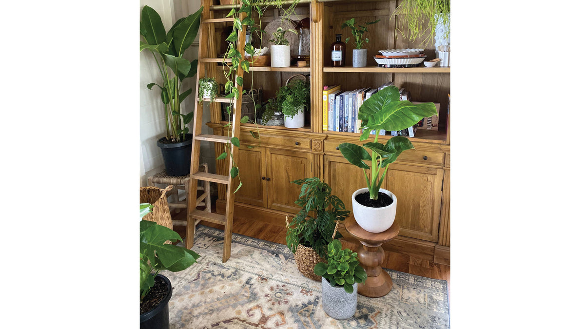 Discover the Hottest Indoor Plant Trends