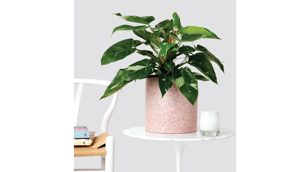 Philodendron Plants Fit for Any Princess