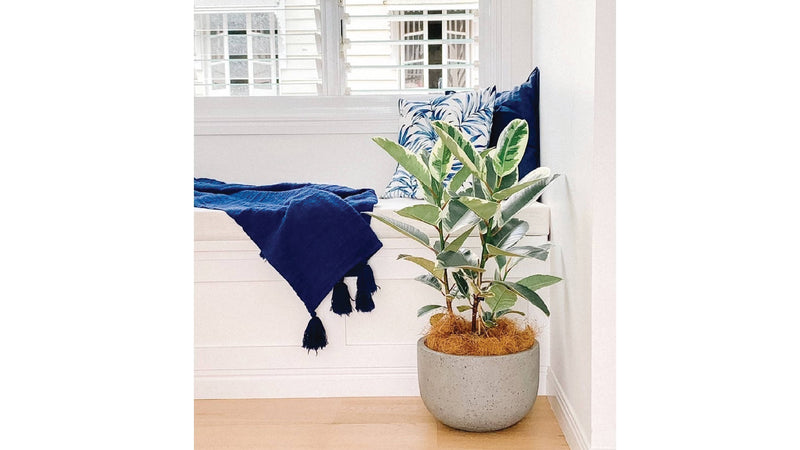 Ficus Plants: Meet the Charming Green Divas of the Plant World