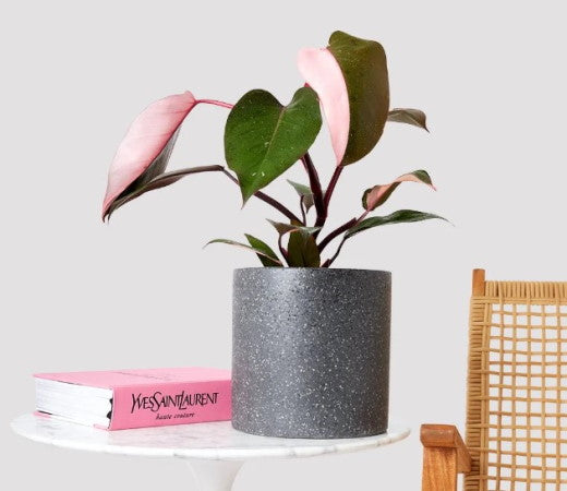 tricks on how to water plants while on vacation
