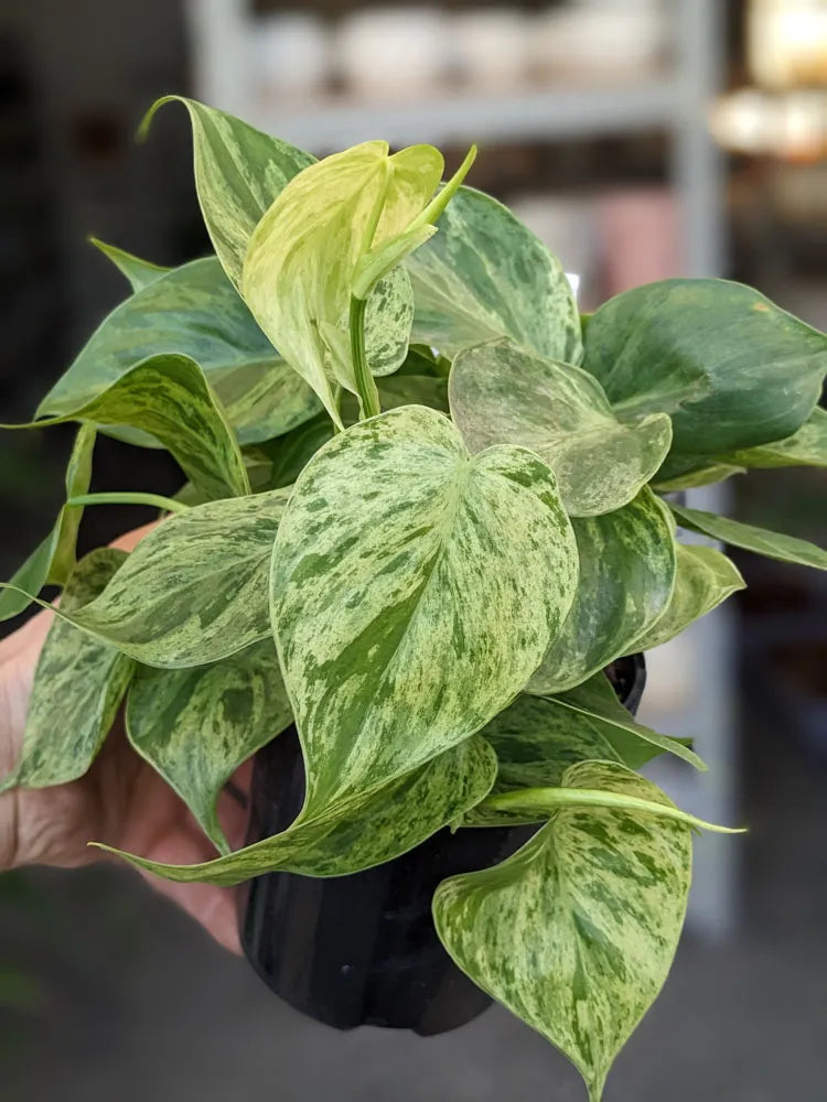 Philodendron Heart Leaf Variegated