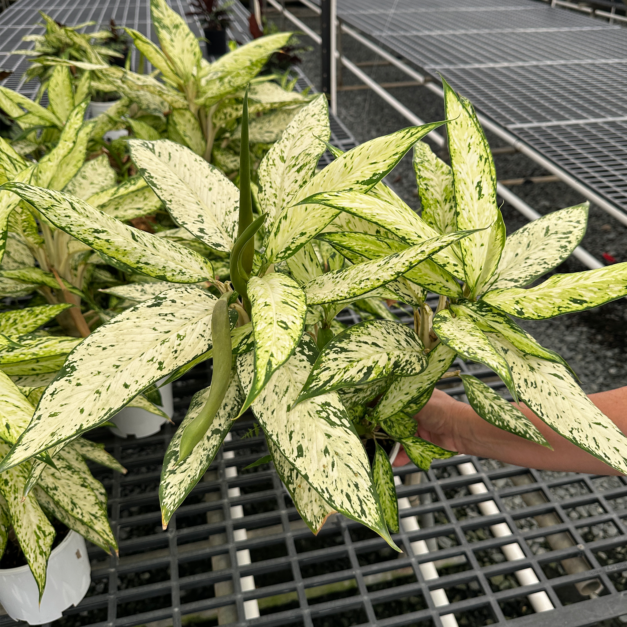 speckled dieffenbachia Dieffenbachia Starbright | Speckled Indoor Plant