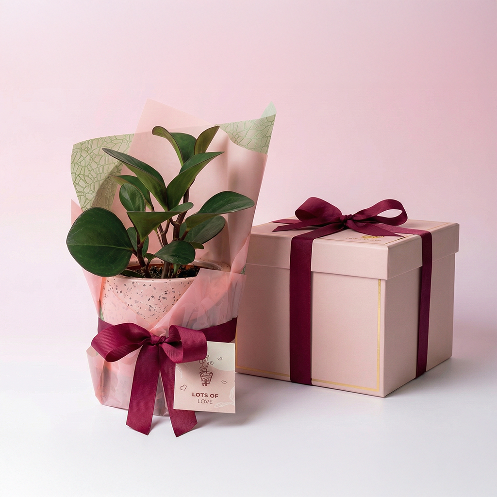 Peperomia Red Edge and Pot Gift