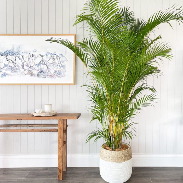 Golden Cane Palm - Brisbane Drop Off Only