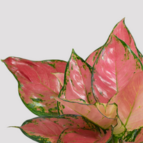 Aglaonema Auspicious Red