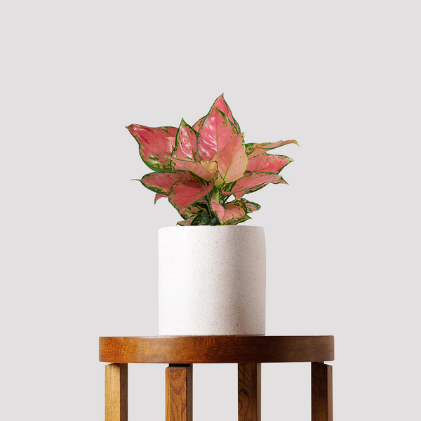 aglaonema auspicious red Aglaonema Auspicious Red