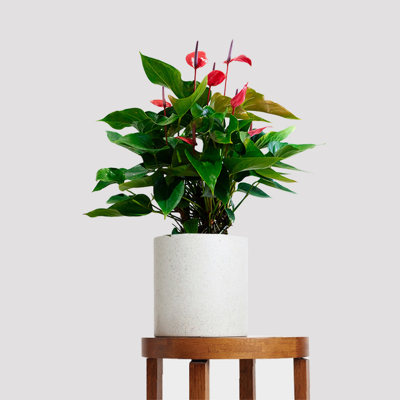 Alexia Allure Anthurium