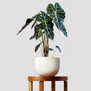 Alocasia Polly