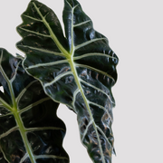 Alocasia Polly