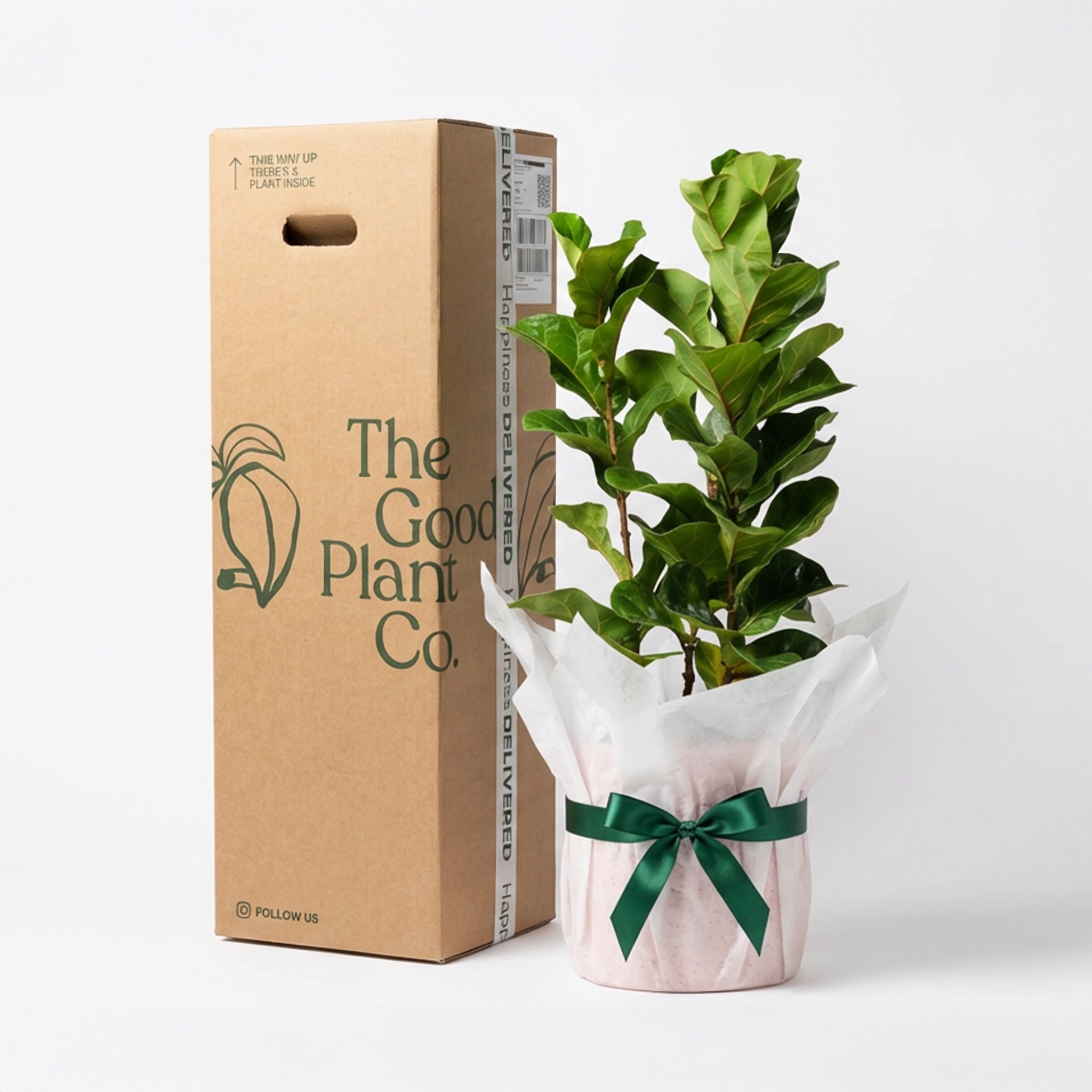 Ficus Bambino and Pot Gift