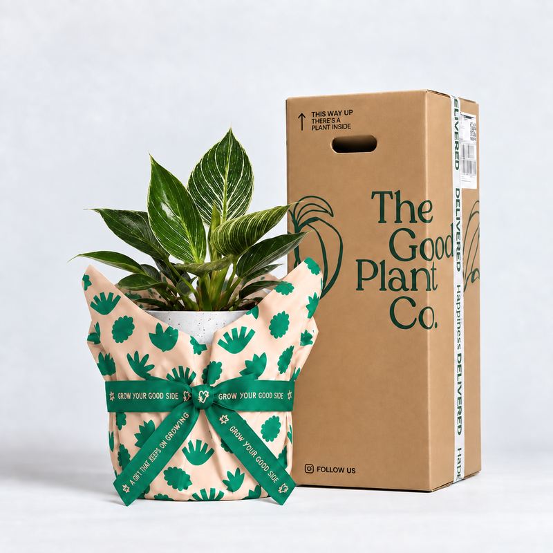 Philodendron Birkin and Pot Gift