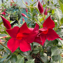 Dipladenia Aloha Red