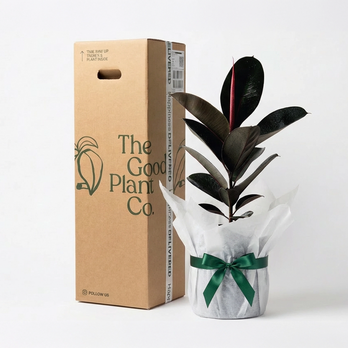 Burgundy Rubber Tree and Pot Gift