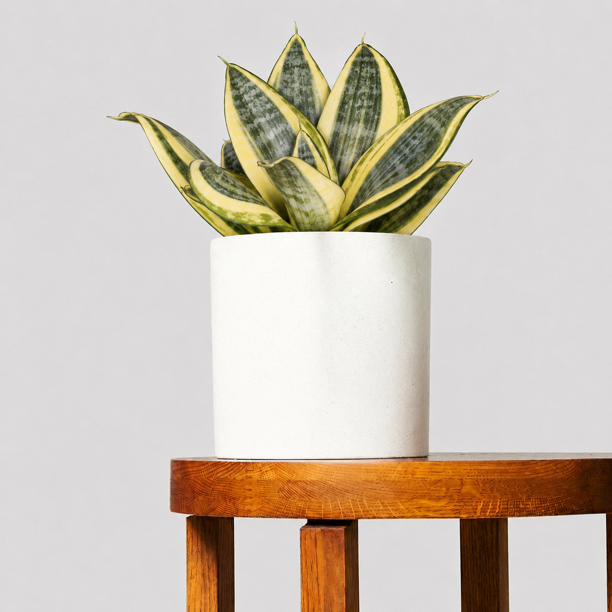 Sansevieria Hahnii