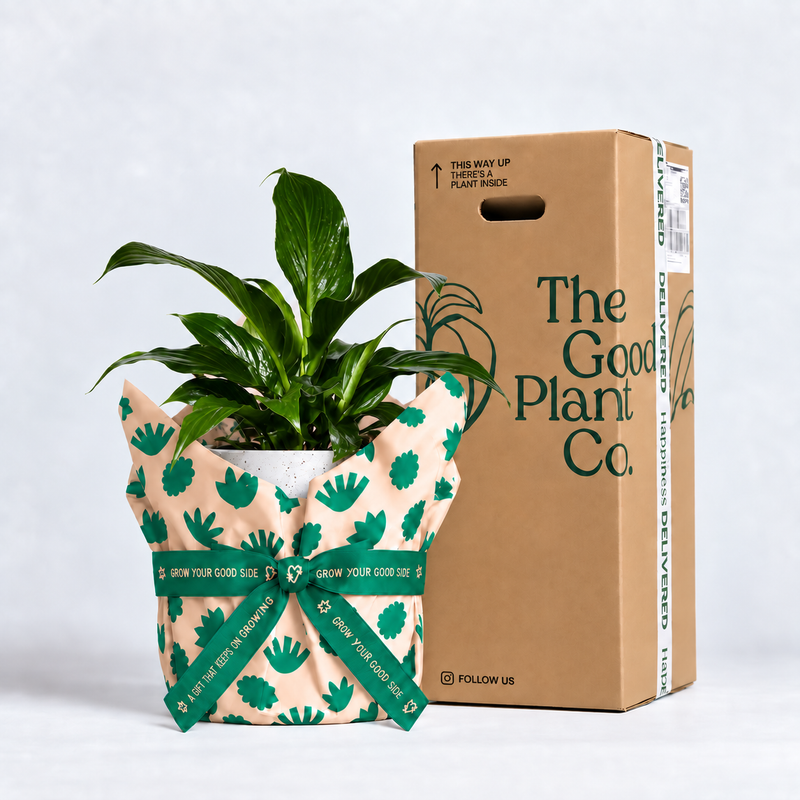 Peace Lily and Pot Gift (Medium)