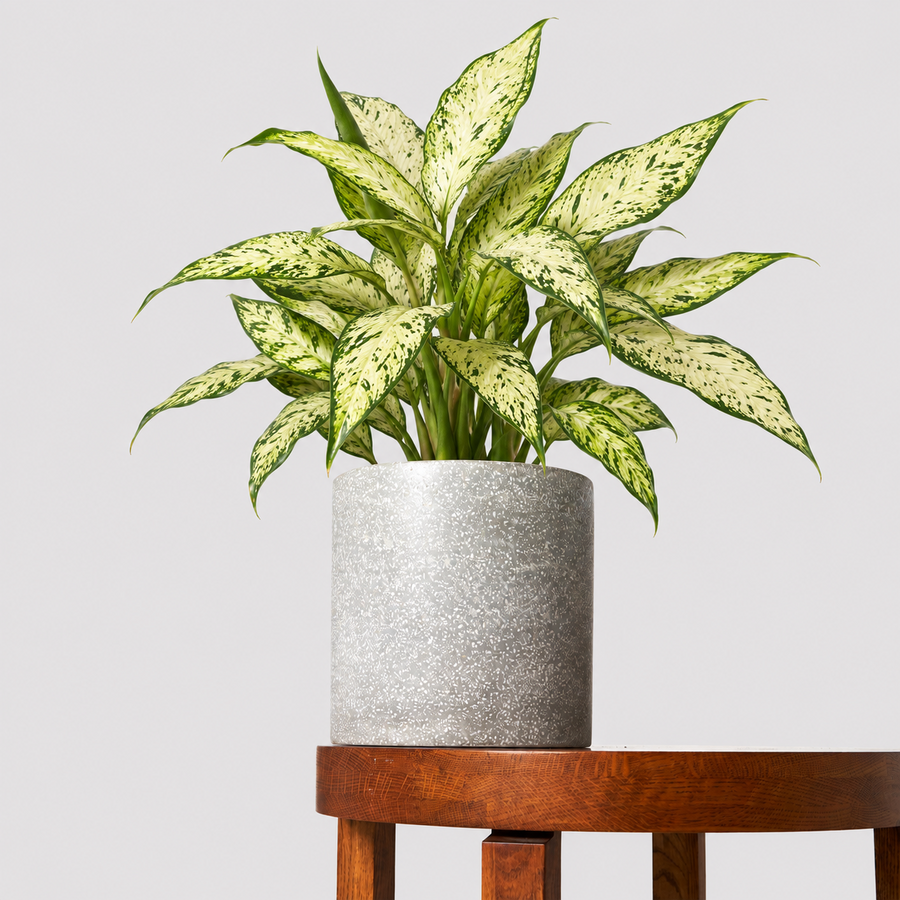 Dieffenbachia Starbright