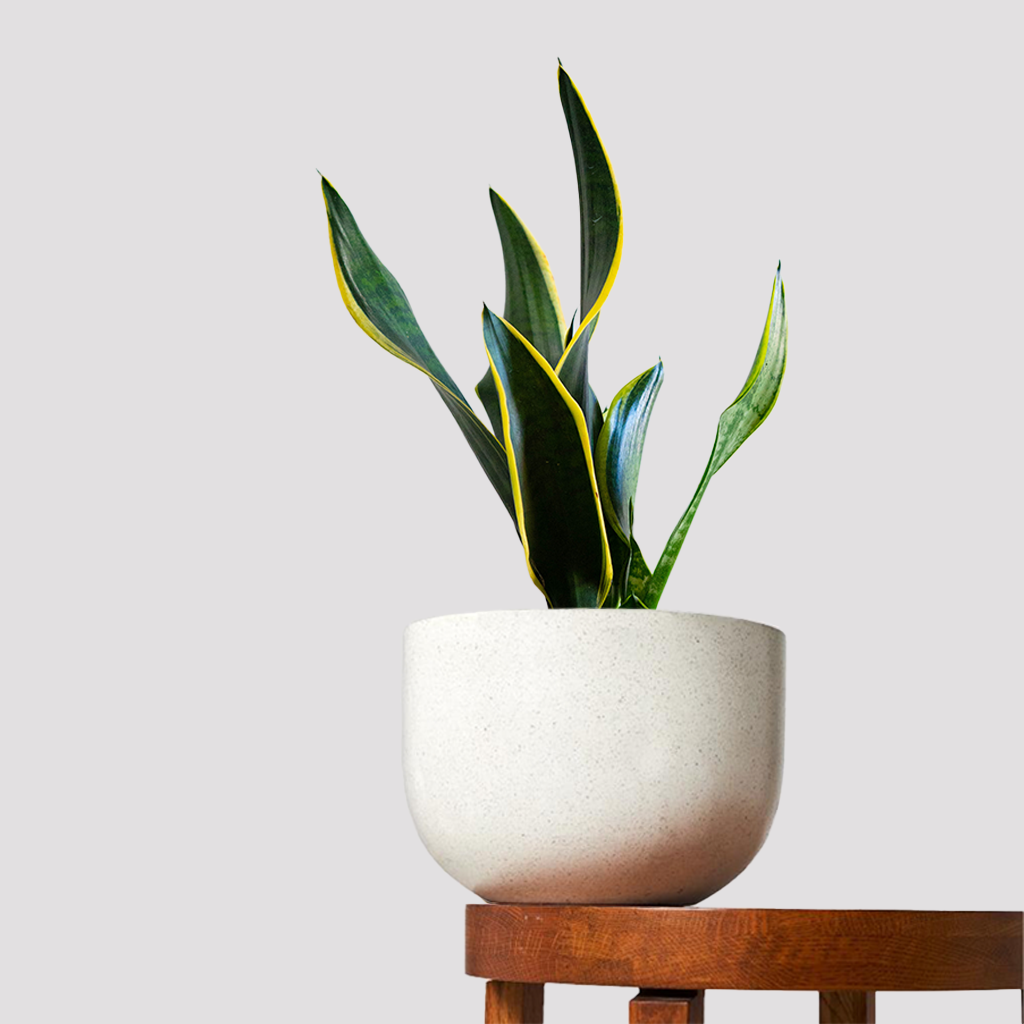 Sansevieria Mother In Law's Tongue
