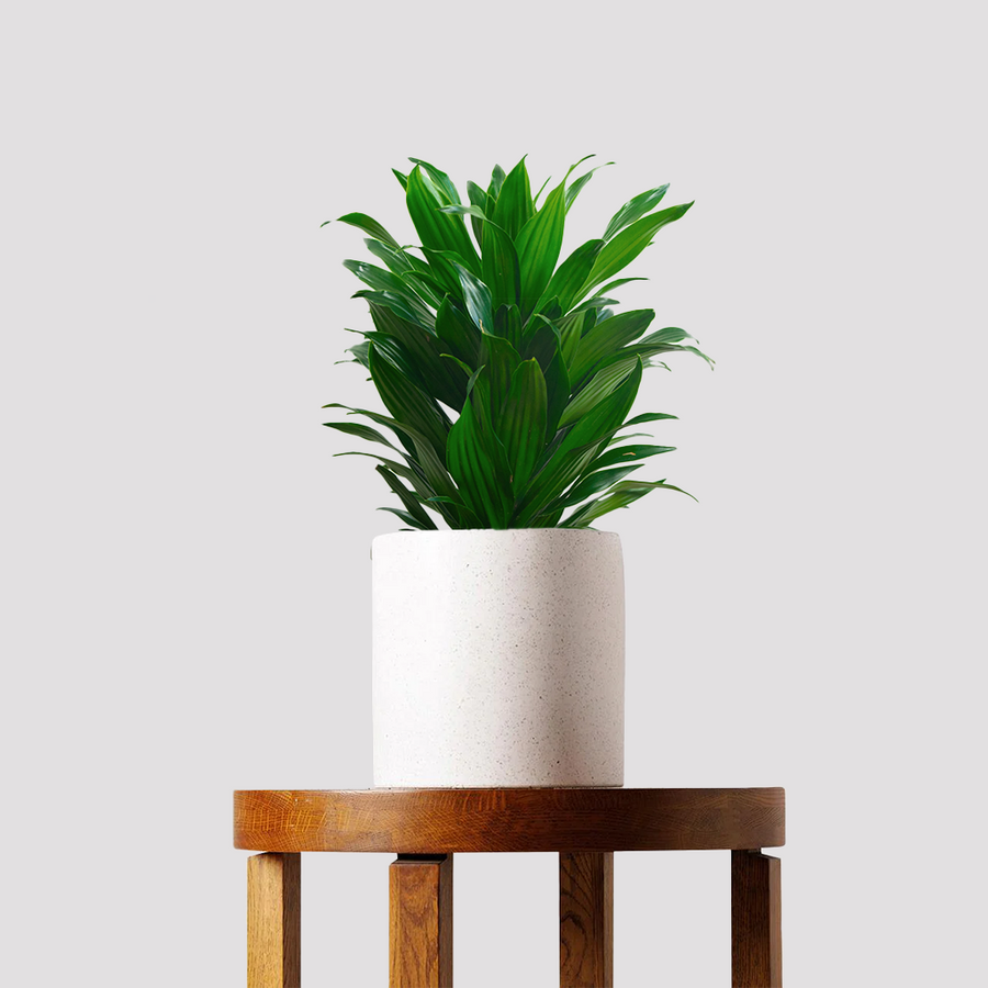 Dracaena Compacta