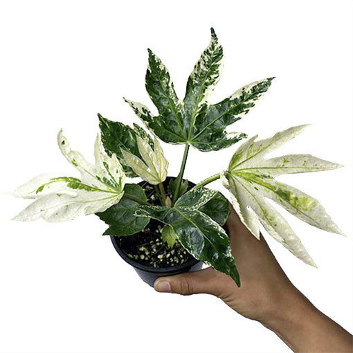 Fatsia Japonica Variegated