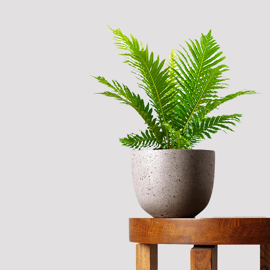 Silver Lady Fern