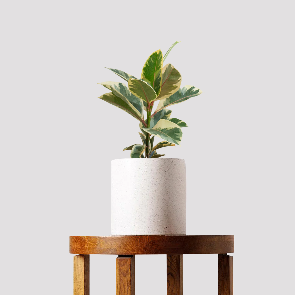 Ficus Tineke Rubber Tree