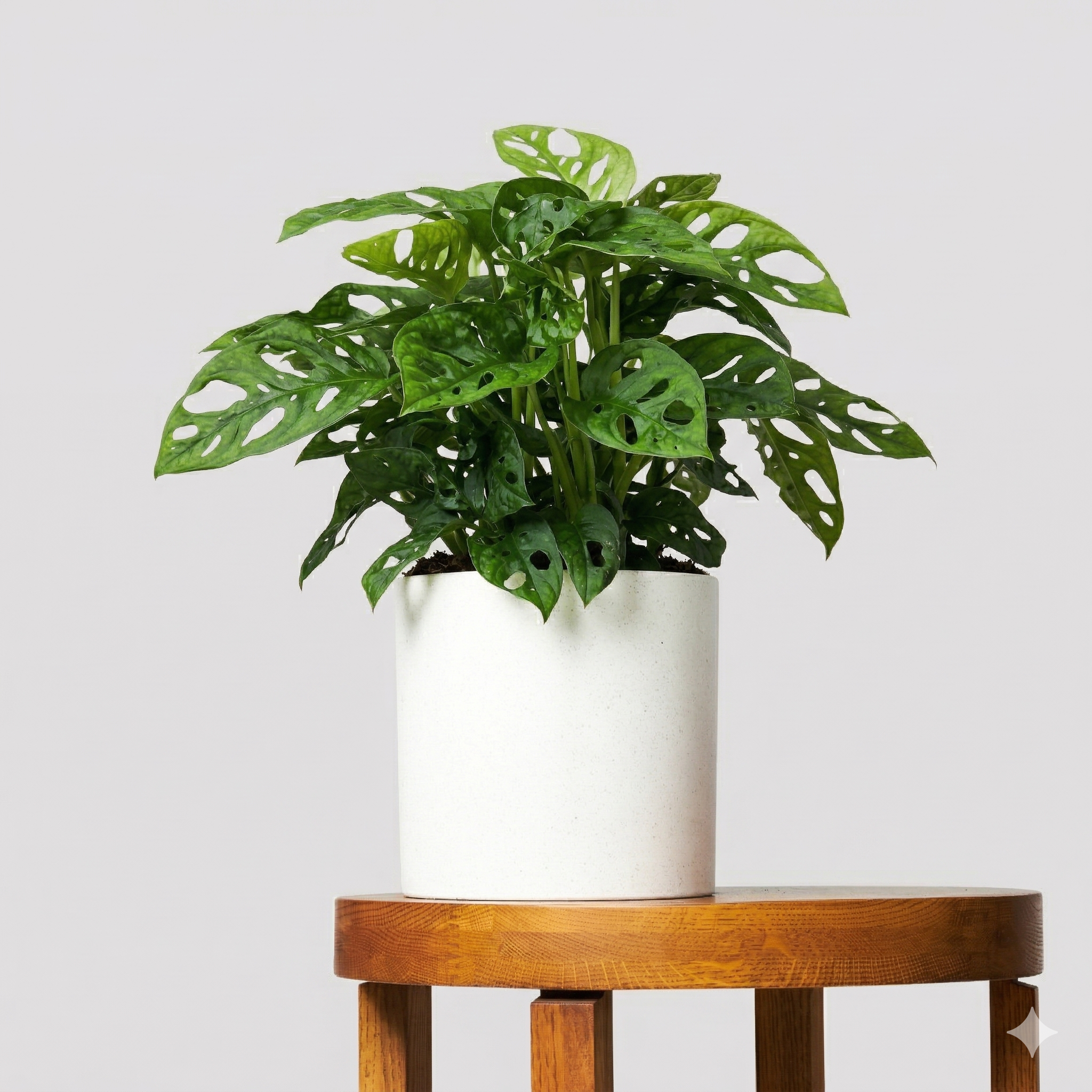 Monstera Obliqua var. Expilata