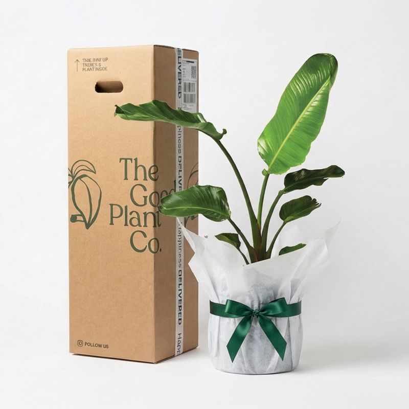 Giant Bird of Paradise and Pot Gift