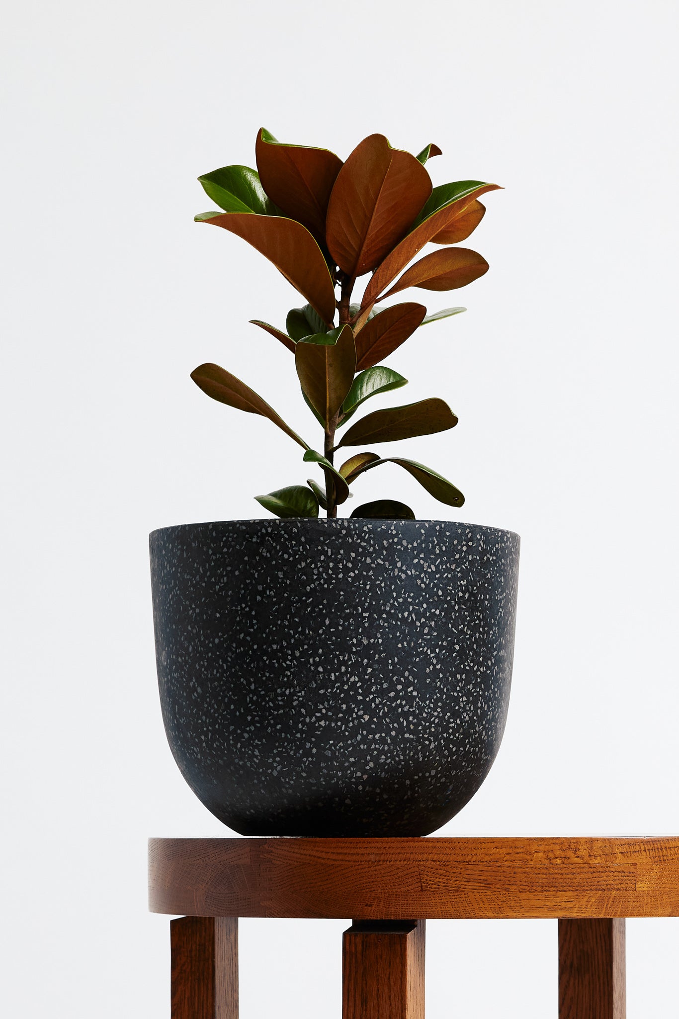 Magnolia Teddy Bear Plant in Grey Pot - The Good Plant Co