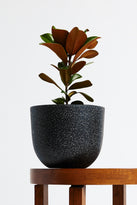 Magnolia Teddy Bear Plant in Grey Pot - The Good Plant Co